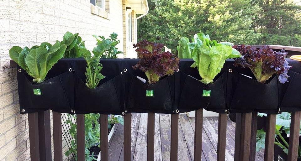 row of planters with lettuce and greens draped over railing with trees in background