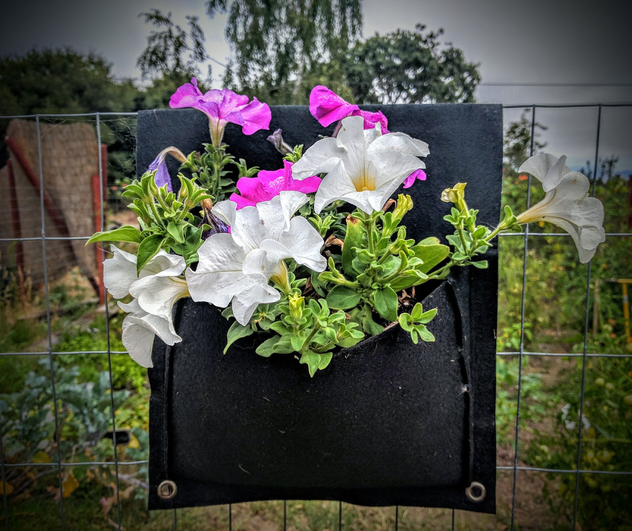 planter draped over fence, it has flowers growing on both sides, garden in background